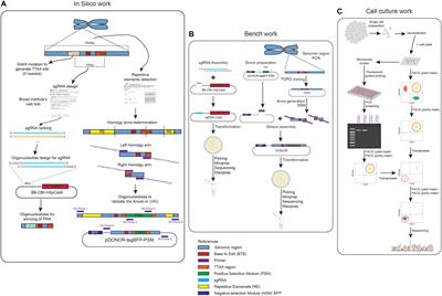 Guidelines for Fluorescent Guided Biallelic HDR Targeting Selection With PiggyBac System Removal for Gene Editing